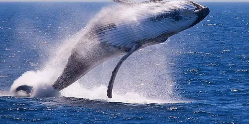 Tubuai Camping Unavailable