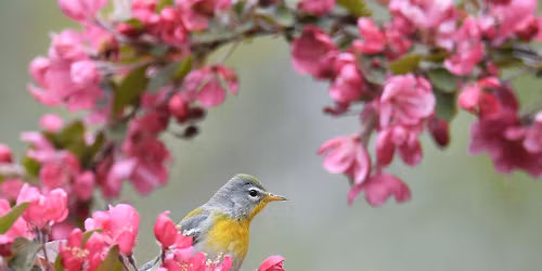 Birding Allegan State Game Area with Audubon Society of Kalamazoo