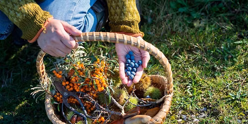 Foraging in Wilmington: Lecture, Q&A, & Foraged Samples