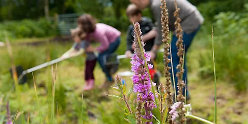 Plant Exploration: Bioblitz at Grosvenor Square