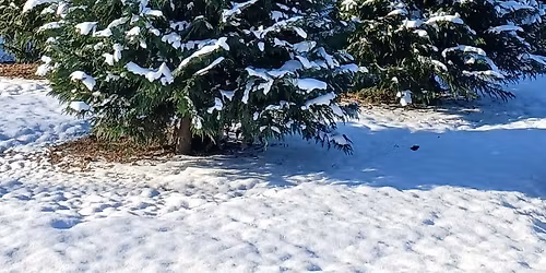 Christmas Tree Opening Day 