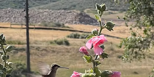 Schweiger Ranch Nature Walk - Birds