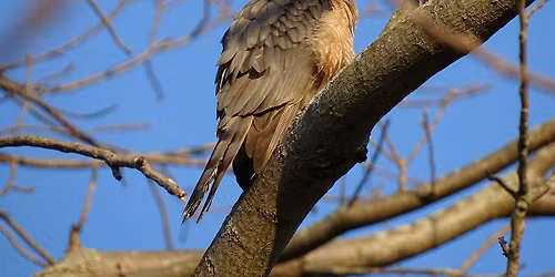Spring Orchard Birding Walk