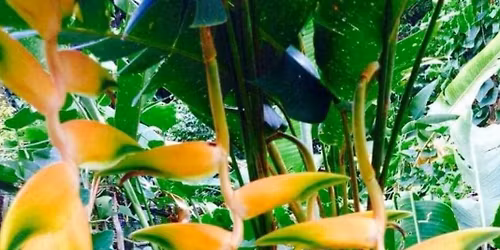 Leu Botanical Garden Plant Sale