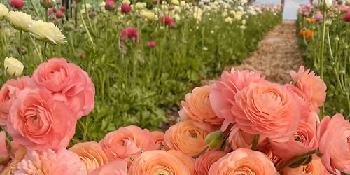 The Sunwheel Farm Flower Market