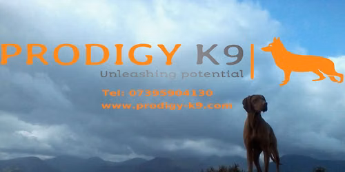 The pit micropub community dog walk