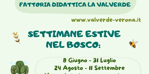 SETTIMANE VERDI NEL BOSCO - estate 2026