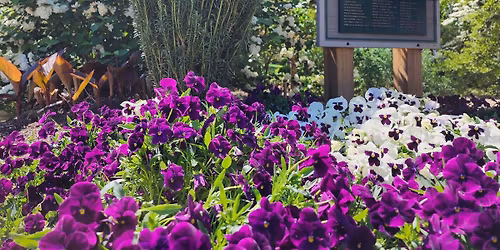 Fall Pansy and Perennial Sale