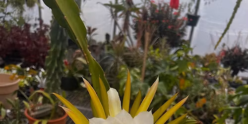 Frizzhome's 1st Annual Spring Blossoms Festival