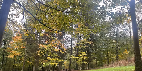 Forest Bathing Taster Session