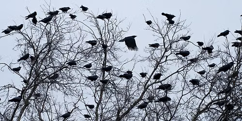 Science on Tap: The Counting of Crows