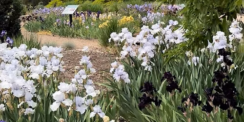 Early Blooms Iris Show (NEW LOCATION)