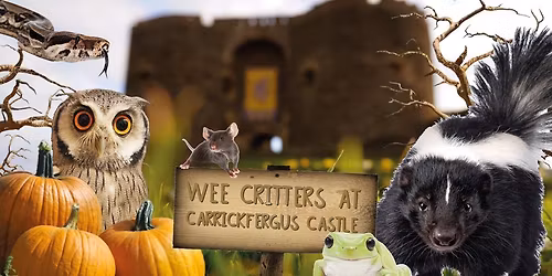 \ud83d\udc0d CRITTERS AT CARRICKFERGUS CASTLE!\ud83d\udd77\ud83c\udff0