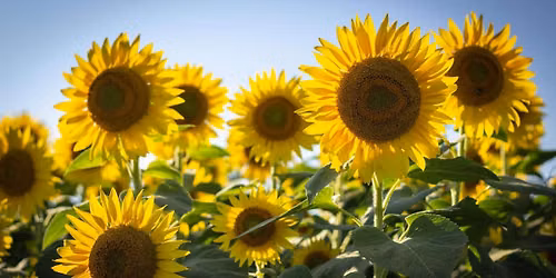 Sunflower Dinner with Hannah Riley