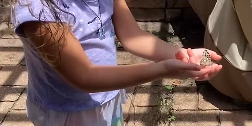 Wings for a cure - A Butterfly release fundraising event! 