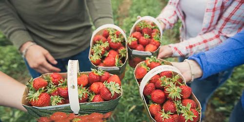 Strawberry Picking with MJND