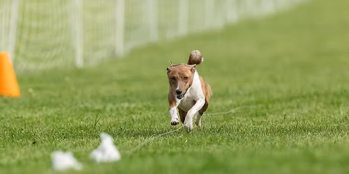 Mid Atlantic Basenji Club of Maryland AKC Fast Cat trials