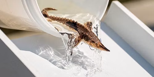 Sturgeon Fest