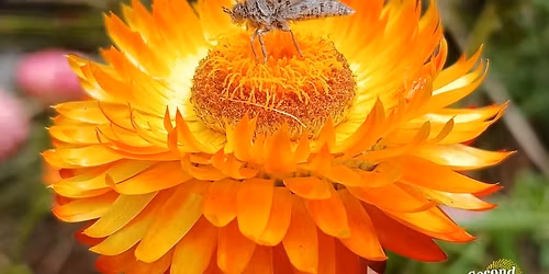 The Buzz About Native Bees and Butterflies