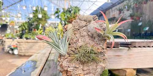 Air Plant Mounting Class