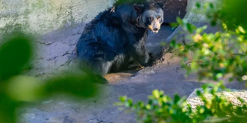 Black Bear & Berry Jam Festival at Ober Gatlinburg