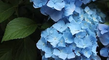 Master Gardeners Present: Hydrangeas