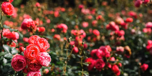 Master Gardeners Present: Roses