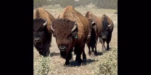 SLOW FOOD SANTA FE POJOAQUE BISON RESTORATION PROJECT TOUR