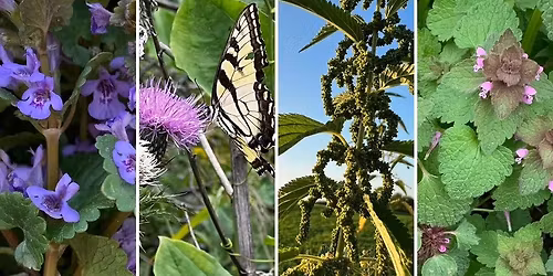 Grow and Gather: Eat the Weeds!