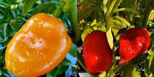 \ud83e\udeb4\ud83c\udf3f COMPANION PLANTING WORKSHOP \ud83c\udf3f\ud83e\udeb4