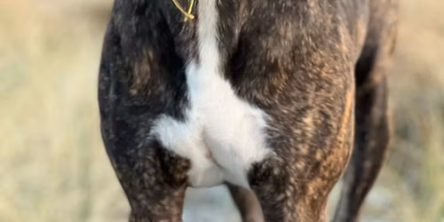 Reactive Dog Workshop