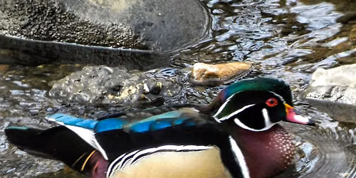 Kids with Bins: Youth-Led Bird Walks