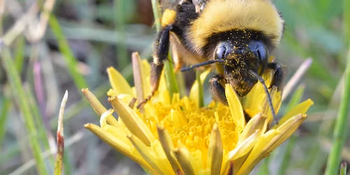 Bumble Bee Watch - Claremont Nature Centre