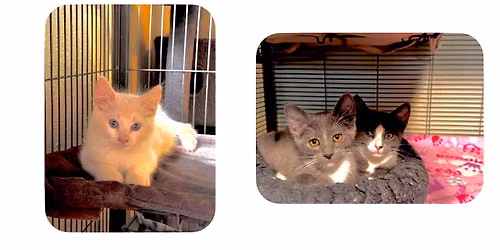 ADOPTION DAY 