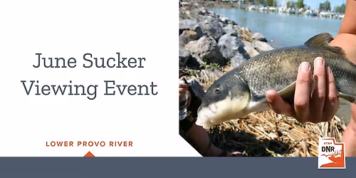 June Sucker Viewing Event- Lower Provo River