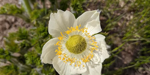 Fall Women's Nature Circle - Spiritual Herbalism Group