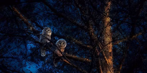 RDV durable | Chouettes, chauve-souris et papillons de nuit