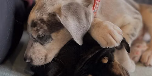 Puppy Yoga