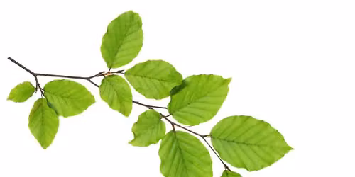 Beech Leaf Disease and Forest Health Info-session