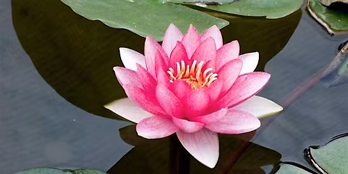 A Guided Rest for Your Nervous System