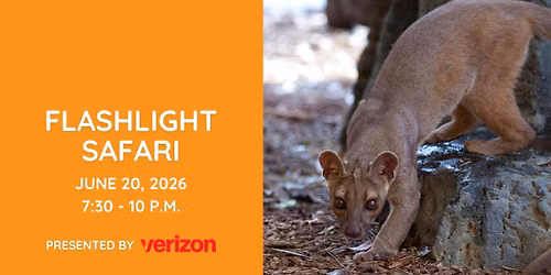 Flashlight Safari