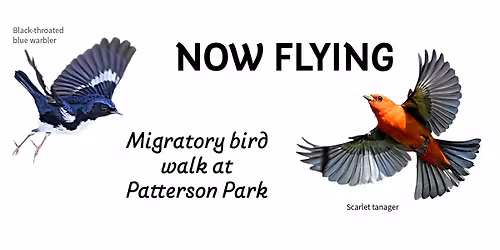 Now Flying: Migrant Birds of Patterson Park