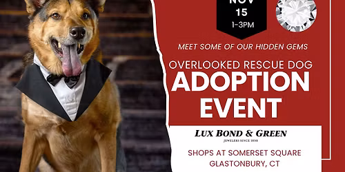 Hidden Gems Rescue Dog Adoption Event in Glastonbury CT