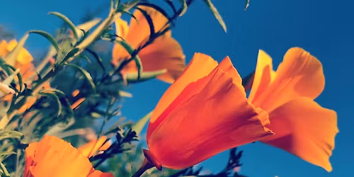 LDG Garden Talk: CA Native Plants- Propagation