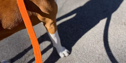 Hundpromenad f\u00f6r Orange Day