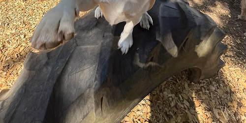 Beagle Party