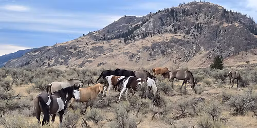 Stelkia Ranch Spring Sale 2026