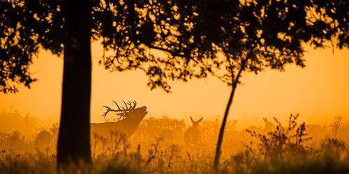 Fotografieworkshop Edelhertenbronst