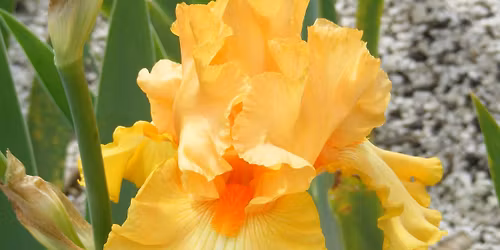 IRIS FLOWER SHOW