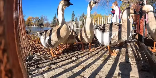 Parking Geese